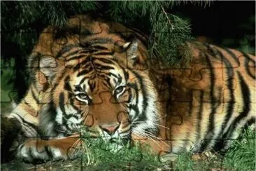Tiger in the shade