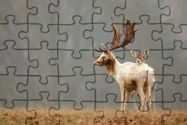 Alces jigsaw puzzle