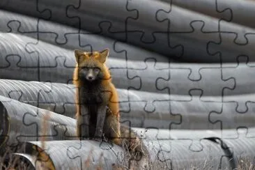 raposa vermelha jigsaw puzzle