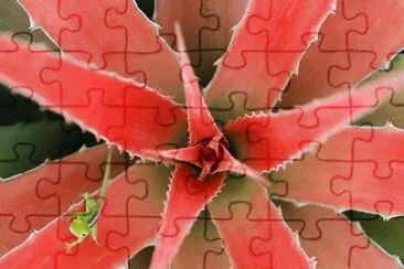 lagarto jigsaw puzzle