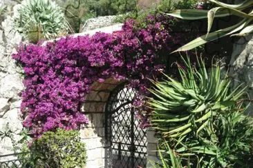 Flower Riviera  Italy