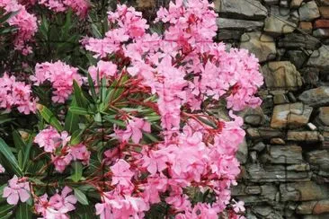 Flowers  Italian Riviera