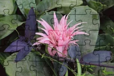 Beautiful Cactus Flower