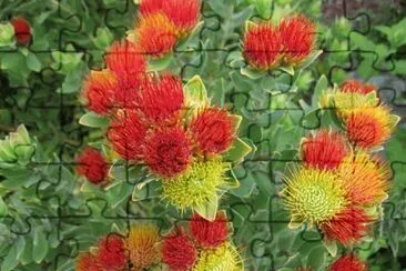 Protea 's  South Africa jigsaw puzzle