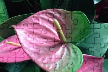 ç«é¶´èŠ±