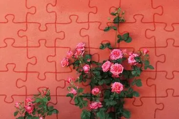 Roses in the Garden