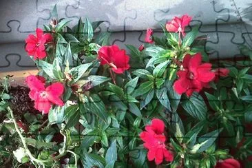 flores