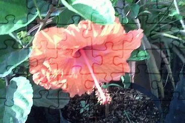flores jigsaw puzzle