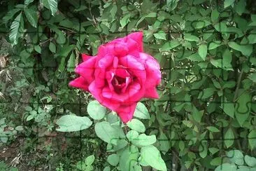 flores