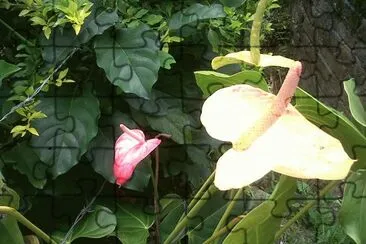 flores
