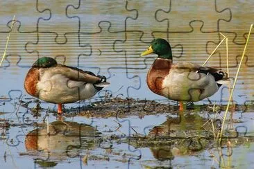 Two Friends jigsaw puzzle