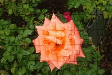 flores