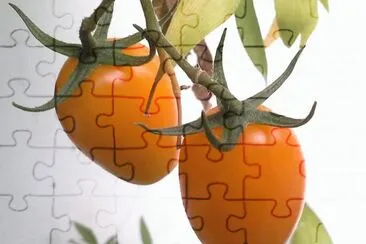 è•ƒèŒ„ jigsaw puzzle