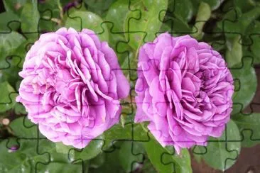 Flowers jigsaw puzzle