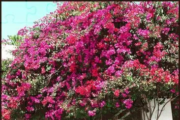 Only Flowers