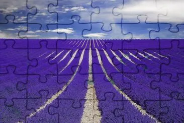 Awesome Lavender Field-France jigsaw puzzle