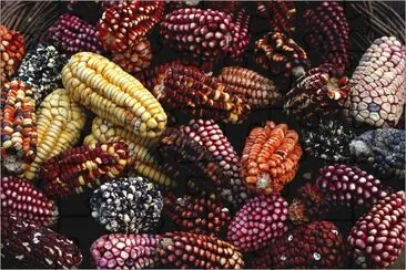 פאזל של Corn in different Colors