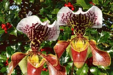 Beautiful Orchids
