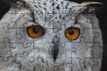 Eagle-Owl Face jigsaw puzzle