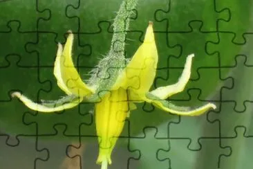 èŠ±