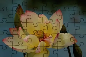 Beautiful Flower