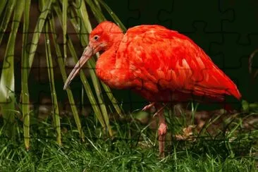 פאזל של Red Ibis  Surinam
