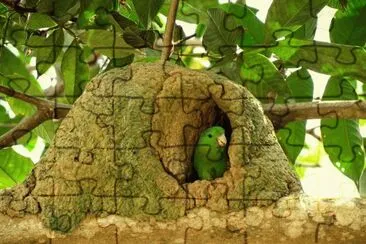 פאזל של Tuim na casa de Joao de Barro