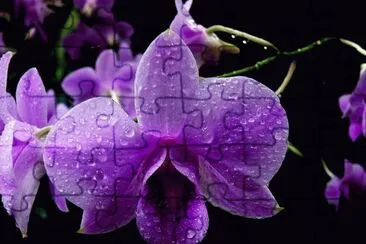 Beautiful Orchid