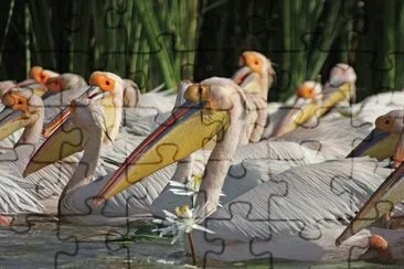 Djoudj National Park  Senegal jigsaw puzzle