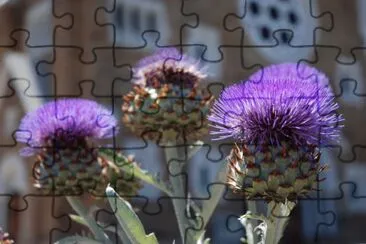 Flowers from Windhoek  Namibia jigsaw puzzle