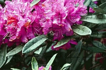 Rhododendron