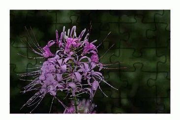Filigranes Flower Sikkim jigsaw puzzle