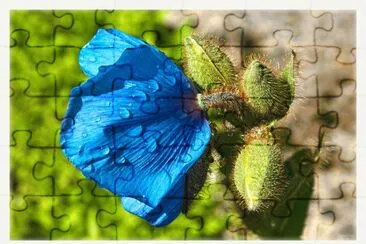 Himalya Flower jigsaw puzzle