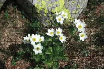 Anemonas jigsaw puzzle