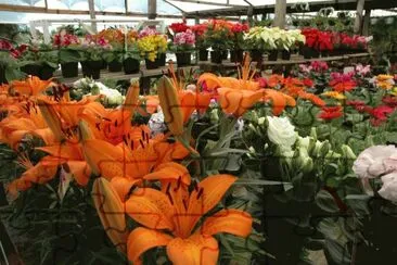 Flores Alaranjadas jigsaw puzzle
