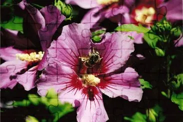 Flowers jigsaw puzzle