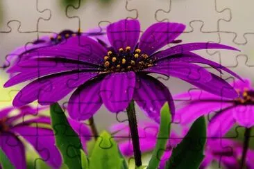 Flowers jigsaw puzzle