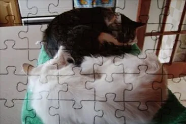 Cats jigsaw puzzle