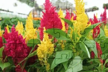 CELOSIA