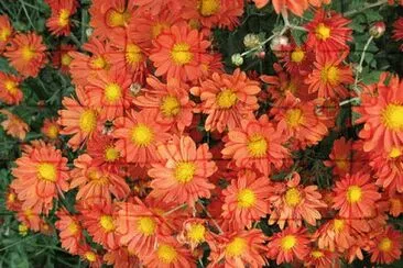 CRISANTEMO MULTIFLORA jigsaw puzzle