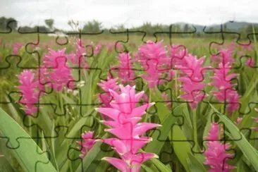 CURCUMA jigsaw puzzle
