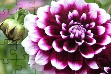 DALIA jigsaw puzzle