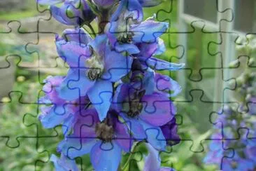 DELPHINIUM jigsaw puzzle