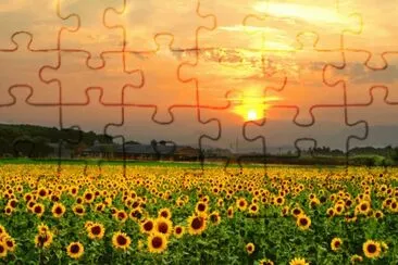 girasole jigsaw puzzle