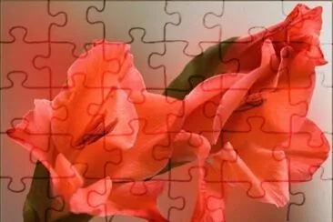 GLADIOLO jigsaw puzzle