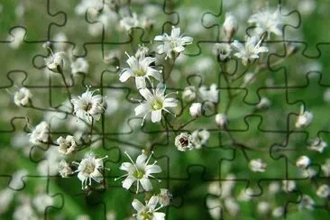 GYPSOPHILA jigsaw puzzle