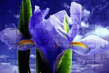 IRIS jigsaw puzzle
