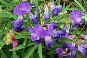 LATHYRUS