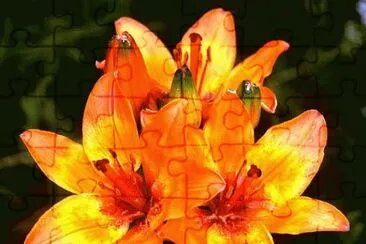 LILIUM