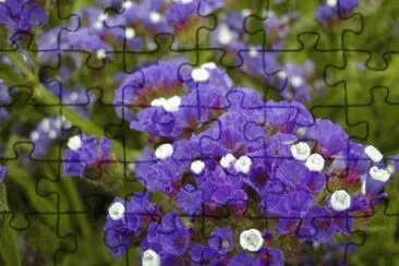 LIMONIUM jigsaw puzzle